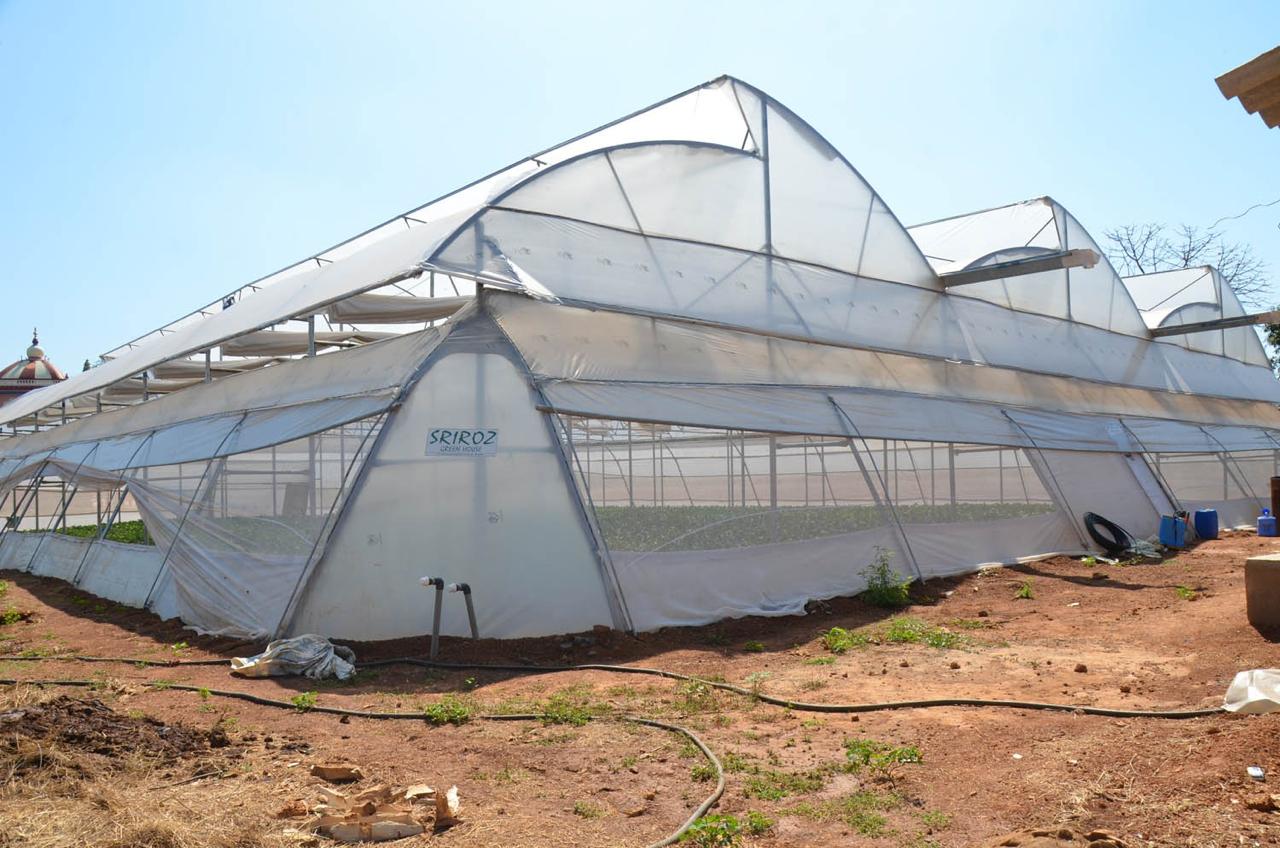 Greenhouse Project 60